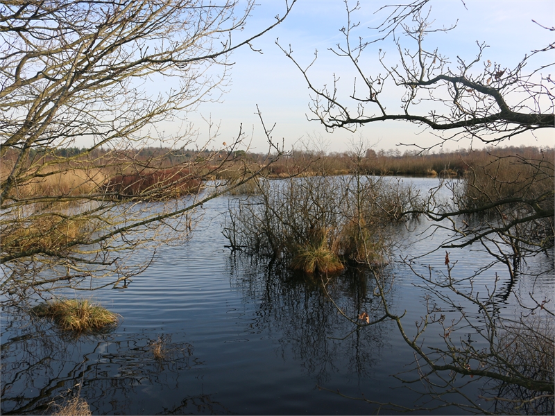 FFH-Gebiet "Ochsenweide, Schafhauser Wald und Feuchtwiesen bei Esens", © Michael Steven