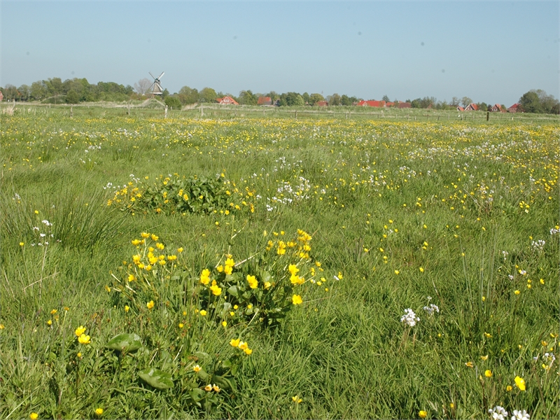 Sumpfdotterblumenwiese in den Wiegboldsburer Meeden, © Michael Steven