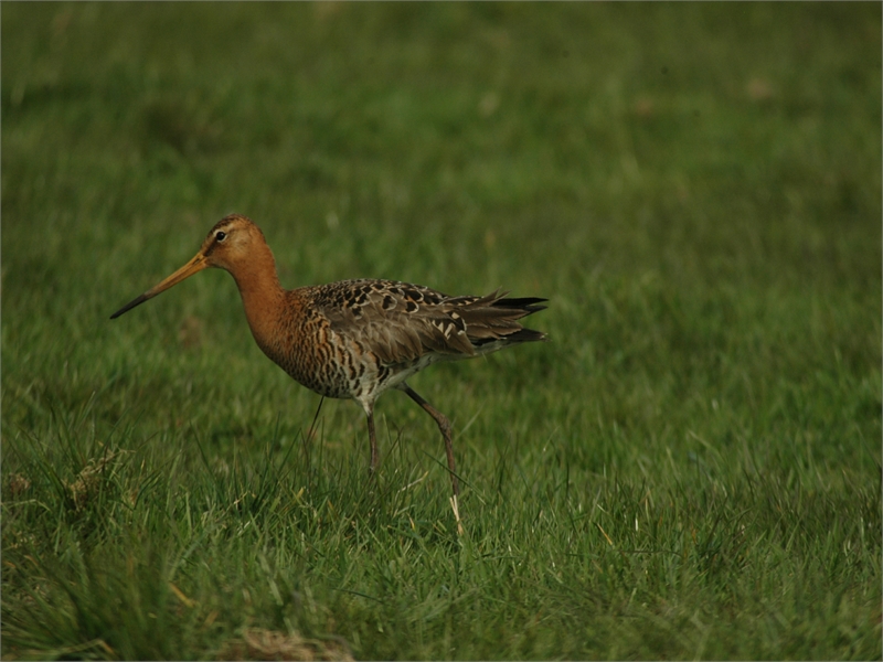 Uferschnepfe im Rheiderland, © Michael Steven