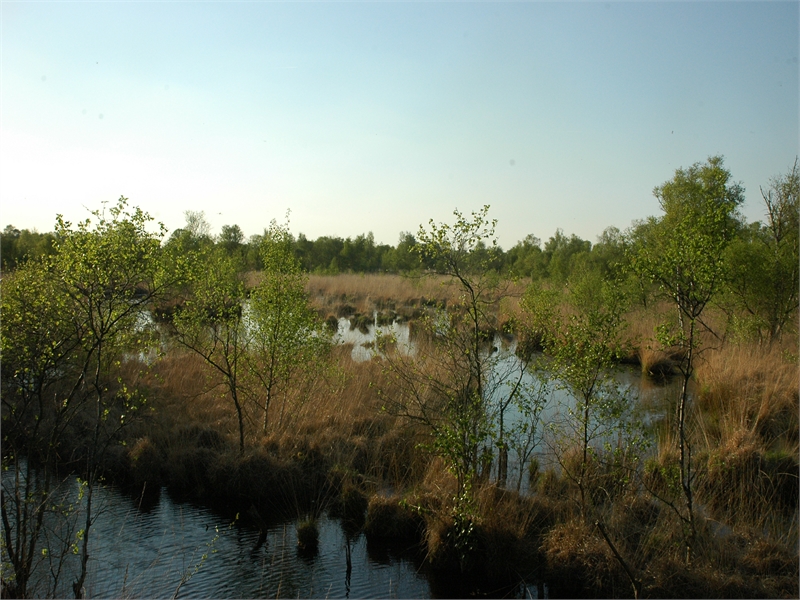 FFH-Gebiet Kollrunger Moor und Klinge, © Michael Steven