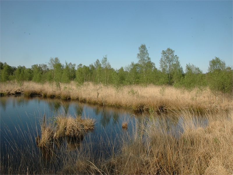 FFH-Gebiet Kollrunger Moor und Klinge, © Michael Steven