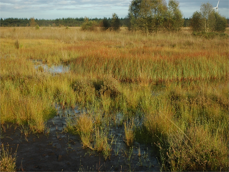 Im wiedervernässten Moor haben sich große Bestände des Weißen Schnabelriedes entwickelt. © Michael Steven