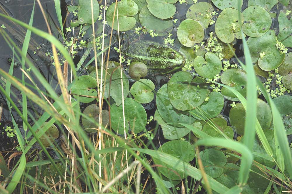 Auch Seefrösche sind in den Ostfriesischen Meeren stark zurückgegangen. Foto: M. Steven