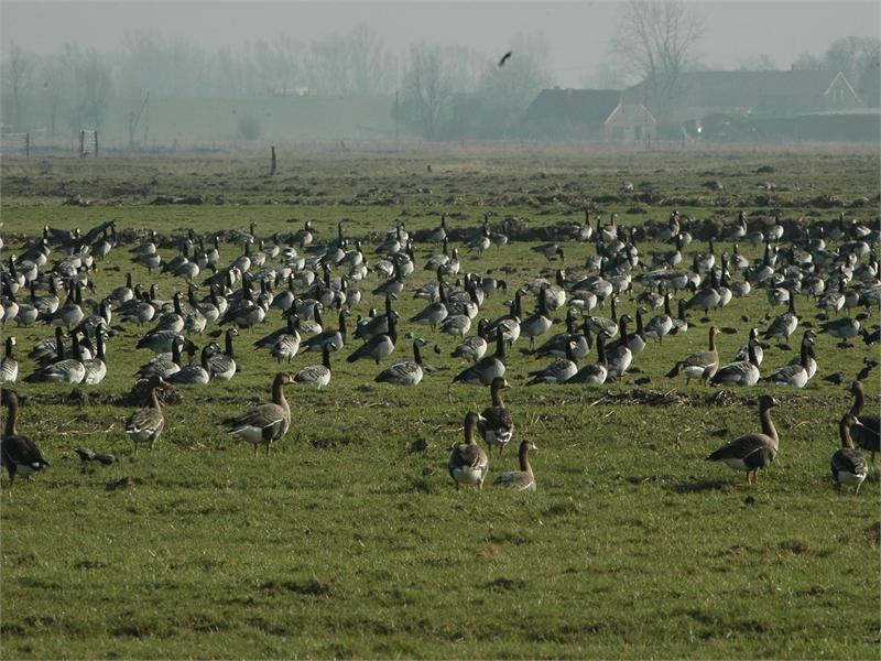 Für die überwinternden Wildgänse wurde das Vogelschutzgebiet unter anderem ausgewiesen ,  © M. Steven