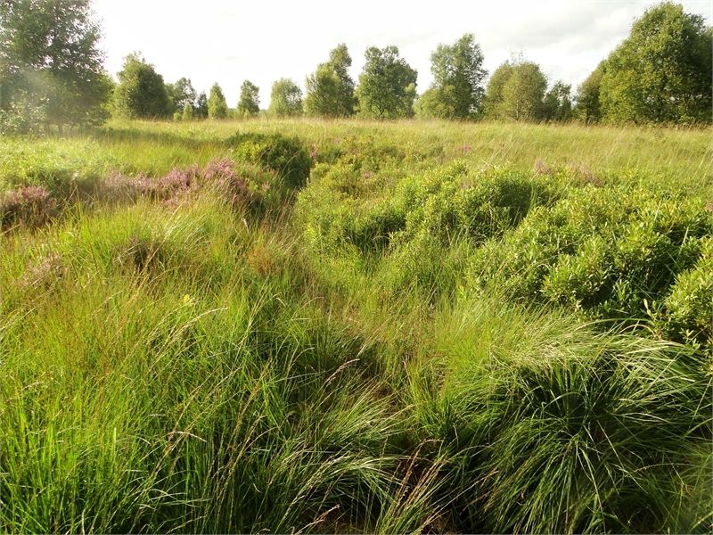 Naturschutzgebiet Ewiges Meer, © Michael Steven