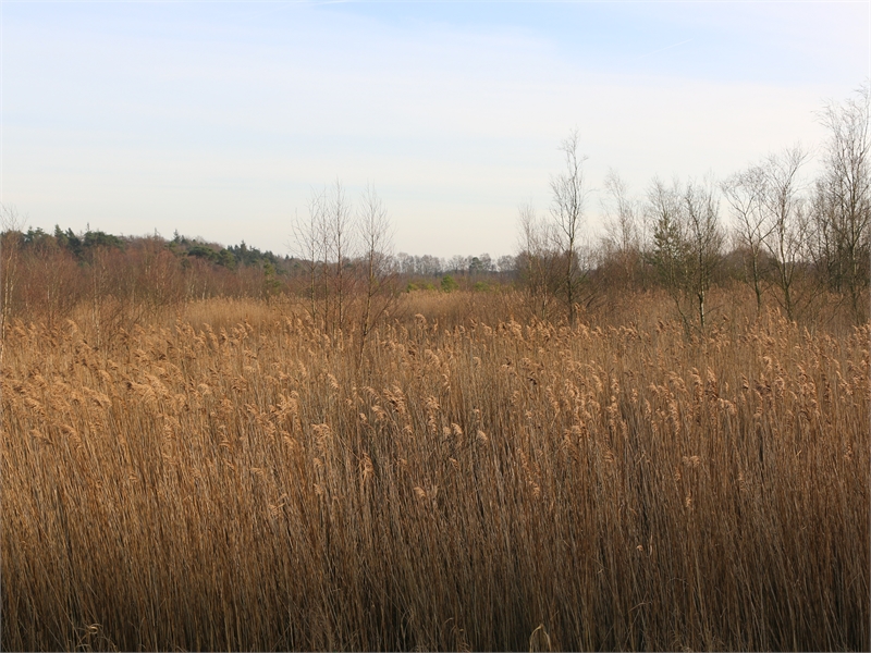 FFH-Gebiet "Ochsenweide, Schafhauser Wald und Feuchtwiesen bei Esens", © Michael Steven