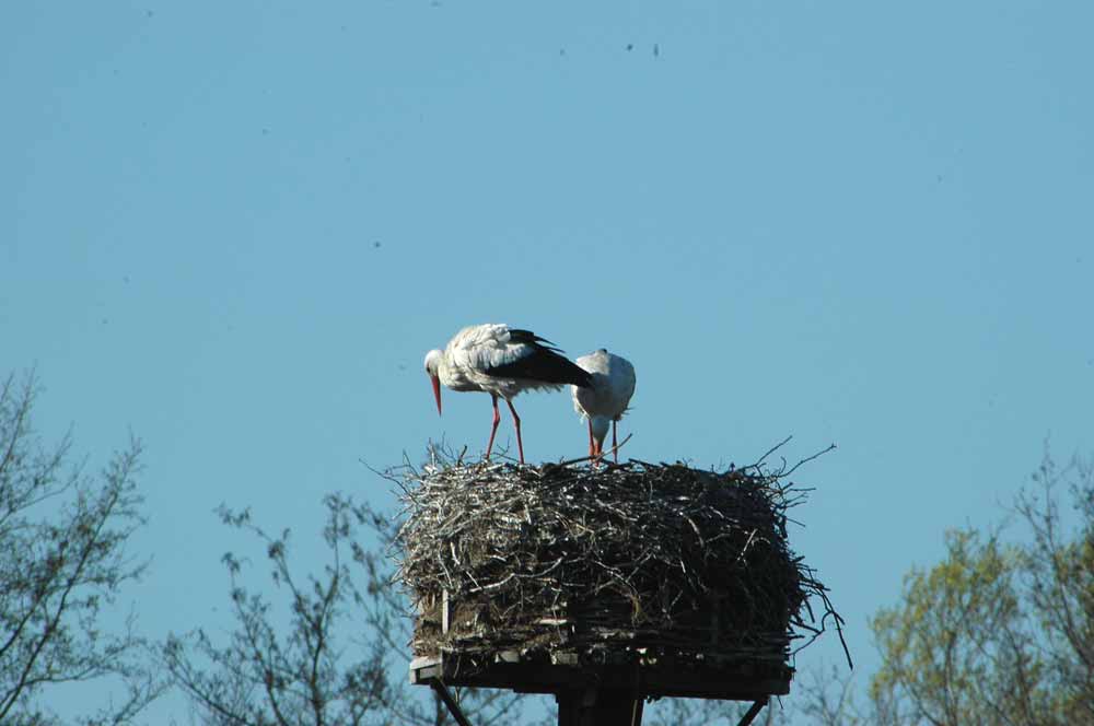 Bis der Weißstorch wieder im Umfeld des Großen Meeres brütet, muss noch Einiges passieren. Foto: M. Steven