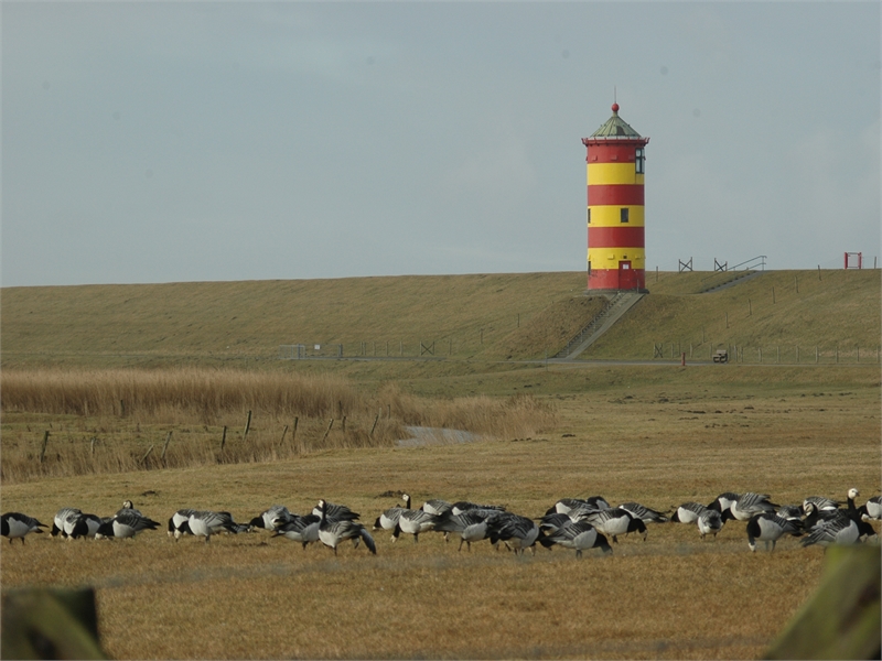 Nonnengänse beim Pilsumer Leuchtturm, © Michael Steven