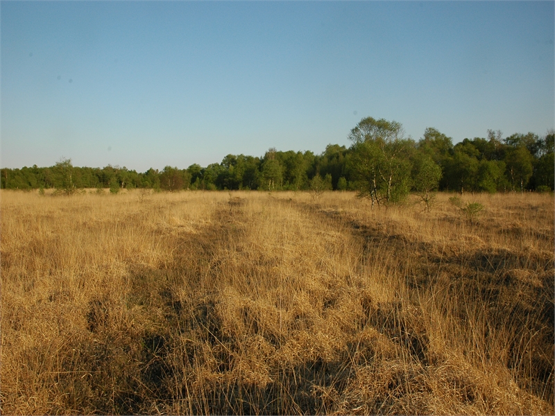 FFH-Gebiet Kollrunger Moor und Klinge, © Michael Steven