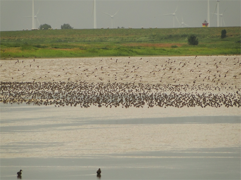 Naturschutzgebiet Leyhörn, © Michael Steven