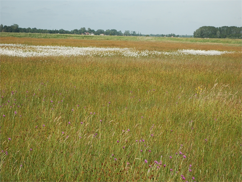 Feuchtwiese des Lebensraumtyps im Vogelschutzgebiet "Ostfriesische Meere". Foto: M. Steven