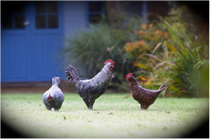 Big Garden Chickens