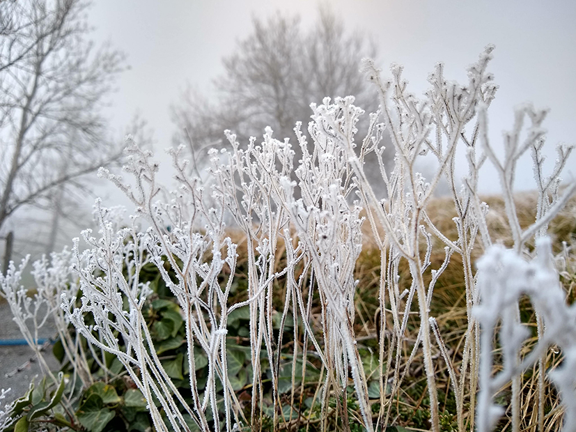 Zumindest der Reif  deutet an der Nebelgrenze auf die aktuelle Winterzeit hin.