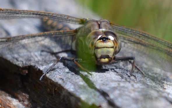 Libellen im Sarganserland