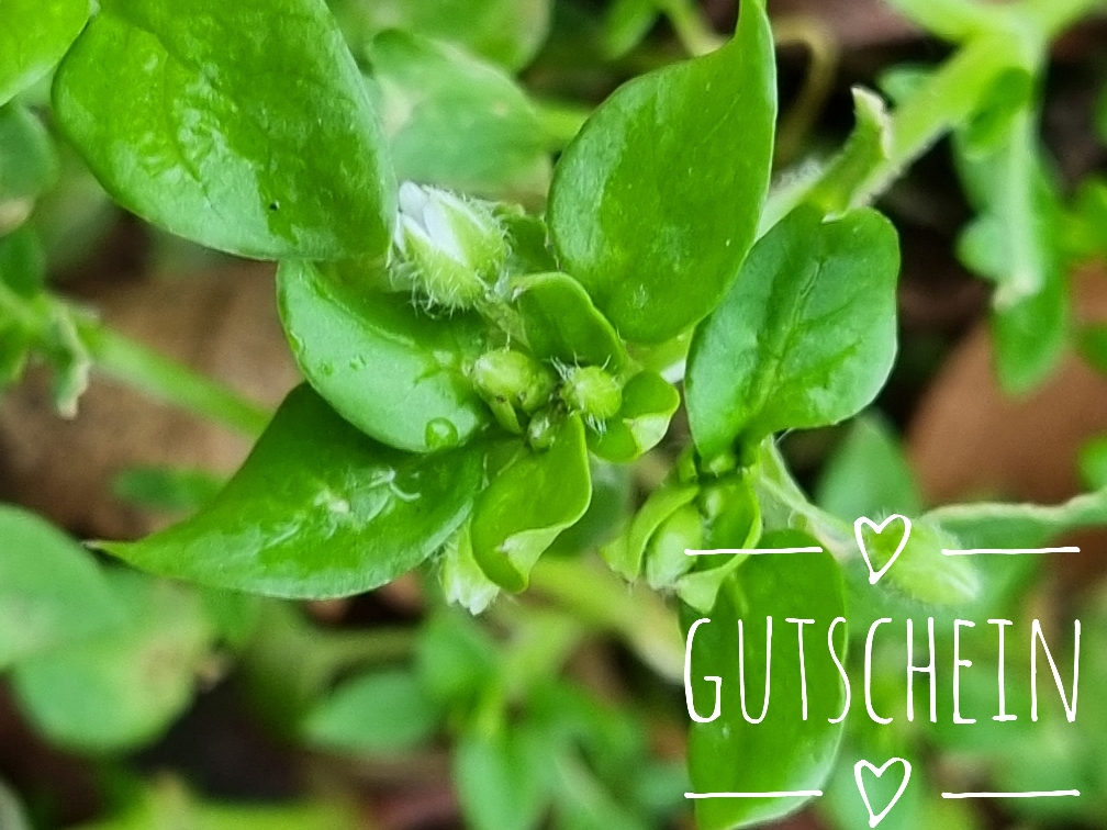 Gutschein für Kräuterwanderung Kräutertour Kräuterspaziergang Kräuterführung Kräuterworkshop Naturerlebnisse Naturevents - Bottrop - Ruhrgebiet - NRW mit Wildkräuterexpertin Nicole - HappyHeppert - Hiking, Herbs & Happy Moments