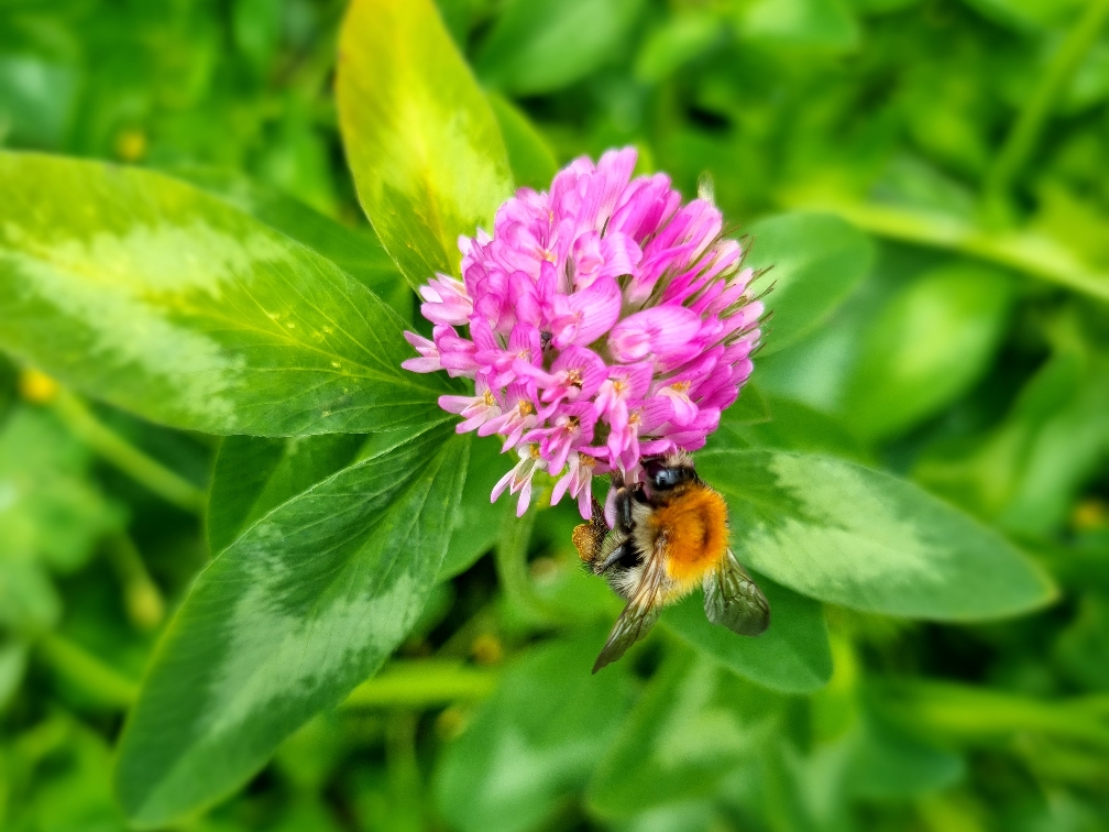 Kräuterwanderung Kräutertour Kräuterspaziergang Kräuterführung Jahreskarte - Bottrop - Ruhrgebiet - NRW mit Kräuterpädagogin Nicole - HappyHeppert - Hiking, Herbs & Happy Moments