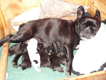 Injie et ses bébés