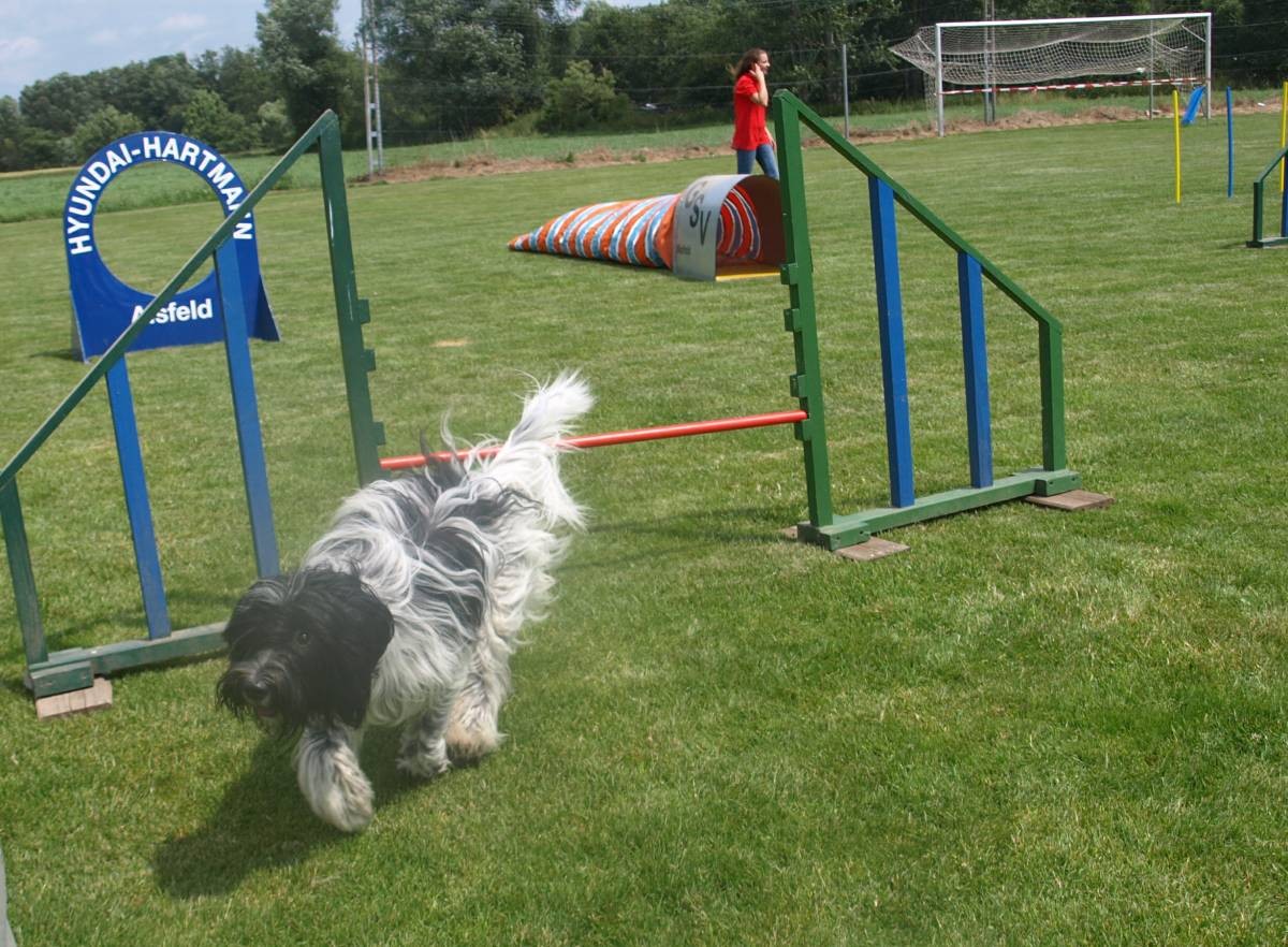 Lotta beim Agility-Parcour