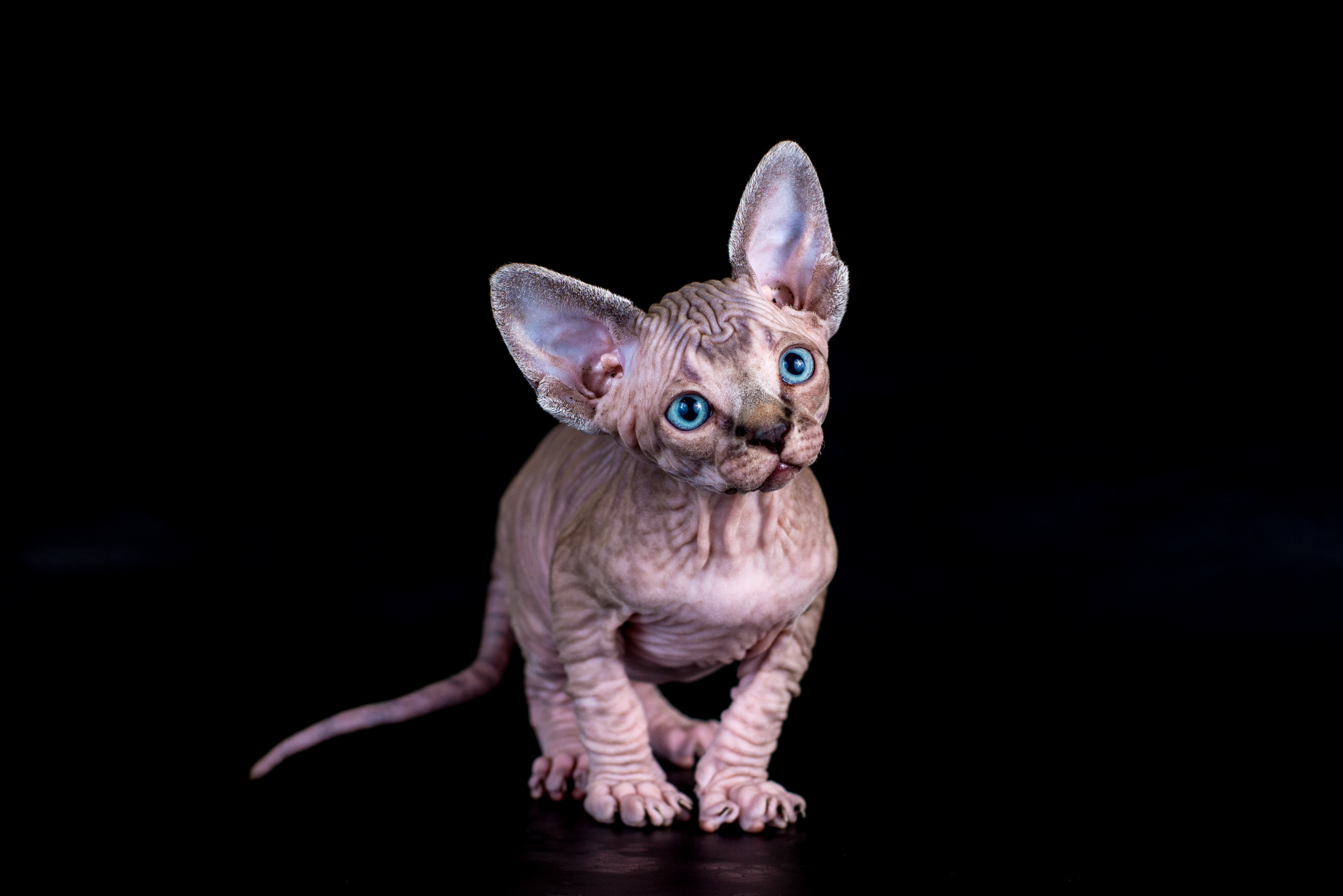 Сфинкс Кошка Цена