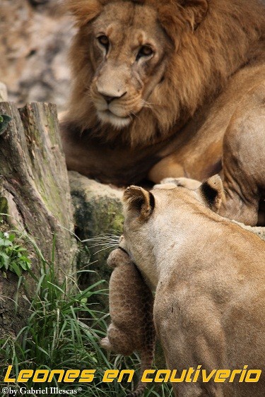 Leones - Zoocali