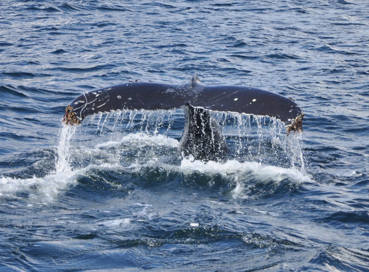 Tiere in Argentinien