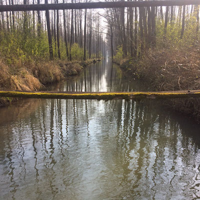 Fahren Sie mit uns durch den Spreewald und Endecken den Hochwald auf einer Kahnfahrt