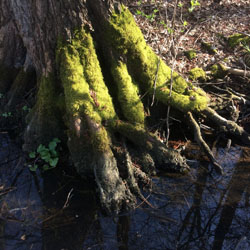 Kahnfahrten Burg Spreewald Pohlenzschänke