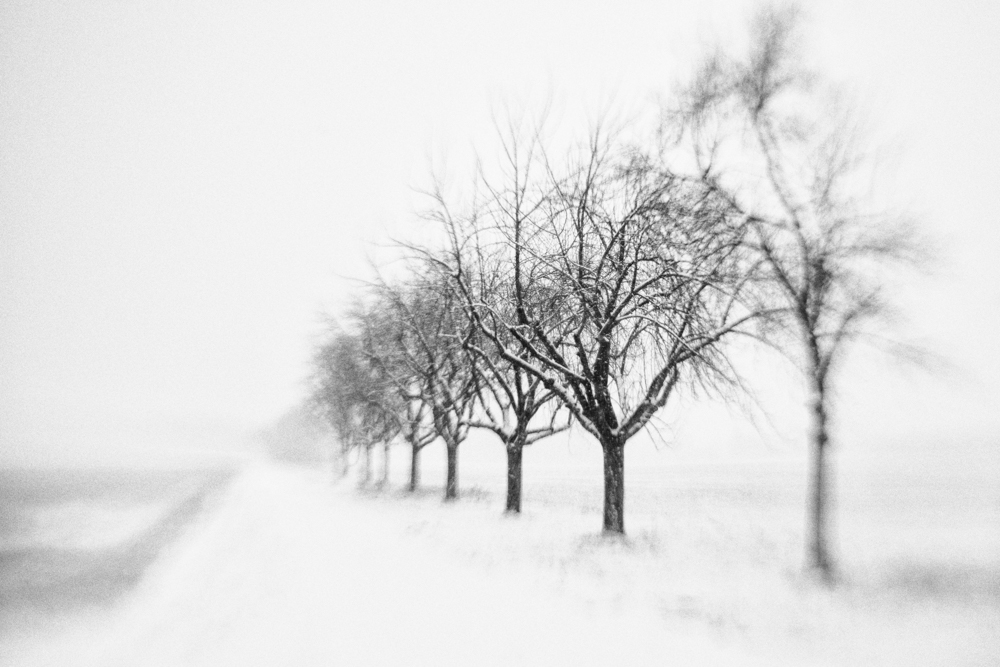 The silence of winter