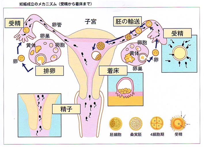 妊娠のメカニズム、受精から着床まで