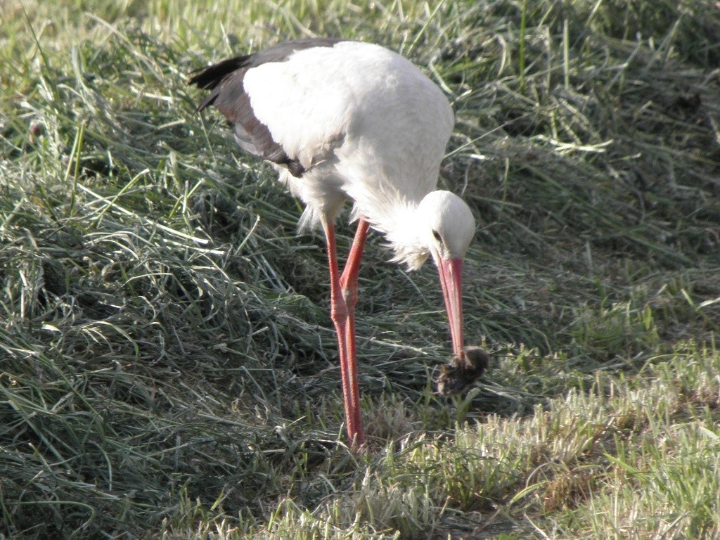 na das ist aber ein gutes Mäuschen...                             Foto: Robert Gattringer