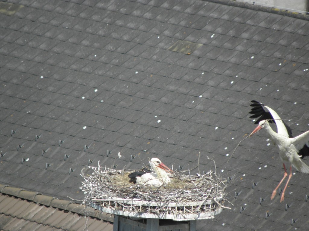 es wird fleißig gearbeitet                                               Foto: Robert Gattringer