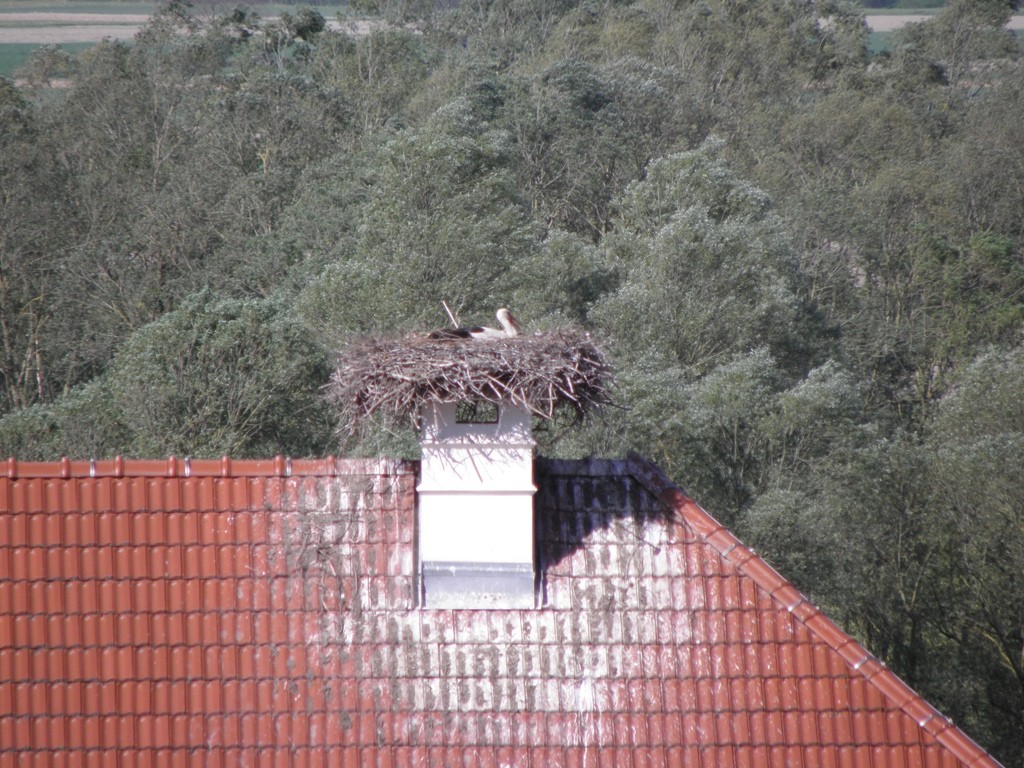 Ardagger beim Brüten...                                                 Foto: Robert Gattringer