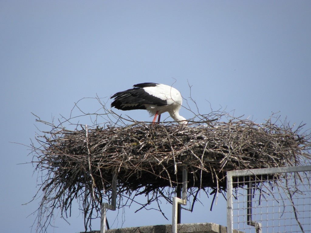 In Grein werden fleißig die Eier gedreht ...                       Foto: Robert Gattringer