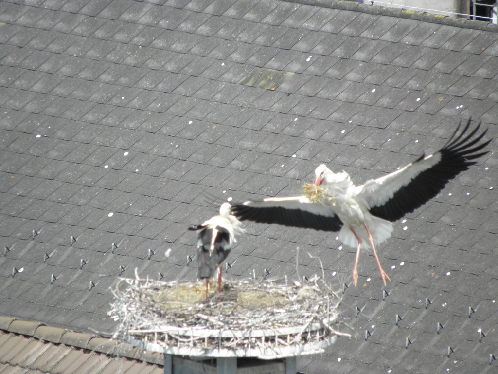 neues Heu für die Jungen                                              Foto: Robert Gattringer