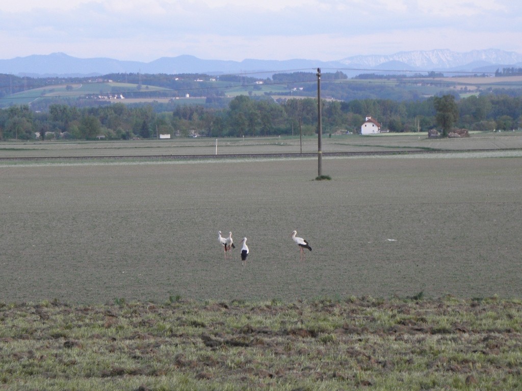 Die 3 Fremdstörche und der Saxner Wächter                  Foto: Robert Gattringer