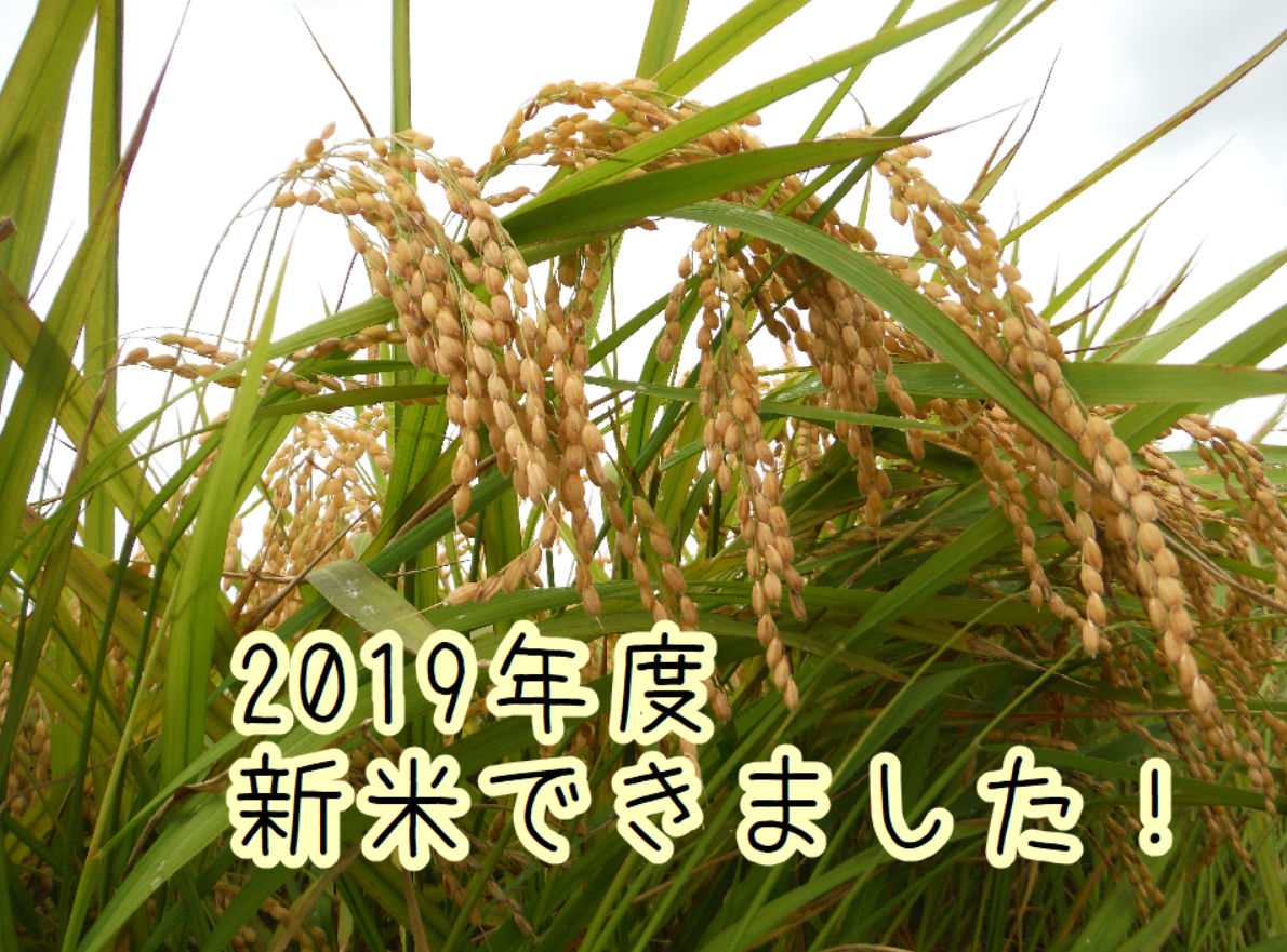 19年度 新米の販売開始 くわの農園 大地の恵みをあなたへ