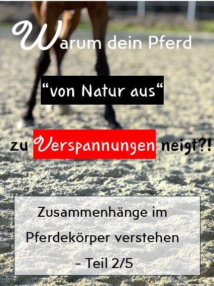 Zusammenhänge im Pferdekörper verstehen! - Teil 2/5