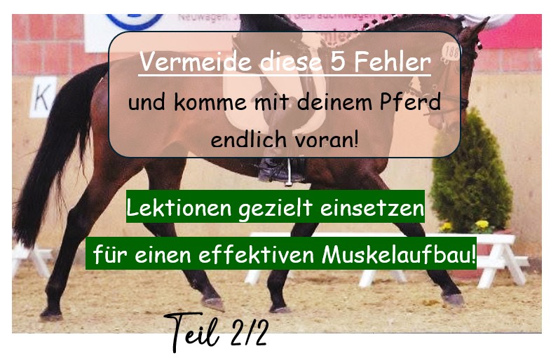 Muskelaufbau beim Pferd durch gezielte Lektionen