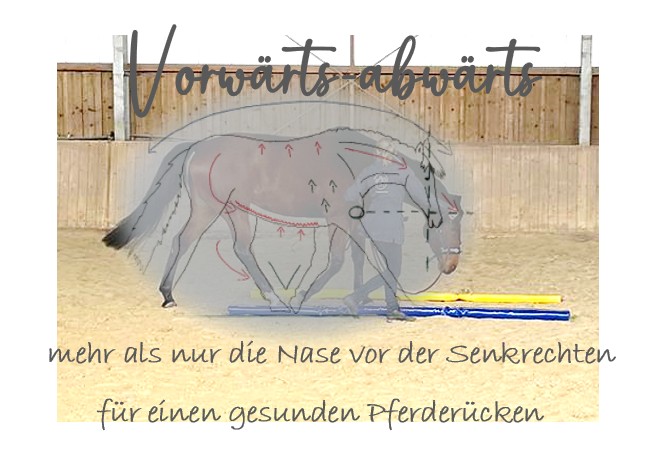 Vorwärts-Abwärts - für einen gesunden Pferderücken