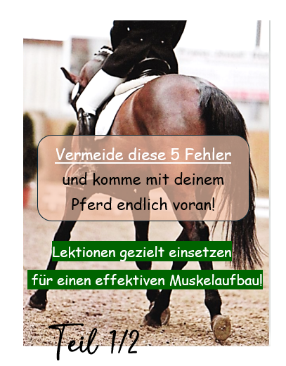Muskelaufbau beim Pferd