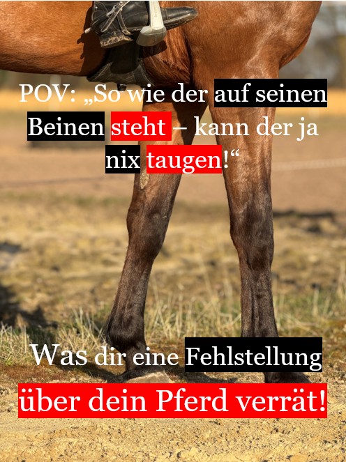 Wenn das Pferd die Statik ändert - Was verrät eine Fehlstellung über dein Pferd? - Teil 3/5