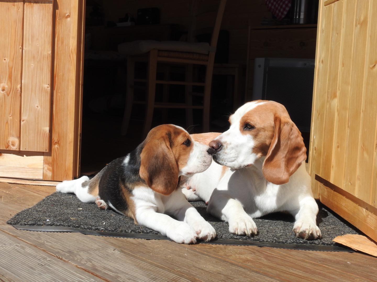 Züchterliste Beagle Club Schweiz seite