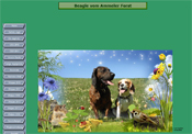 beagle-vom-ammeler-forst.ch