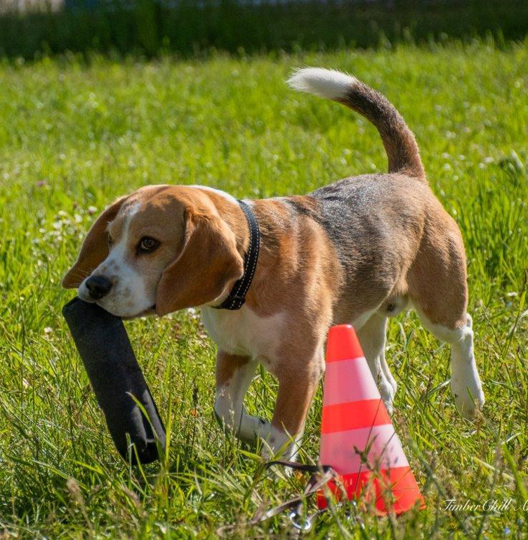 Beagle Erziehungskurs Frühling 2024 - beagleclub Webseite