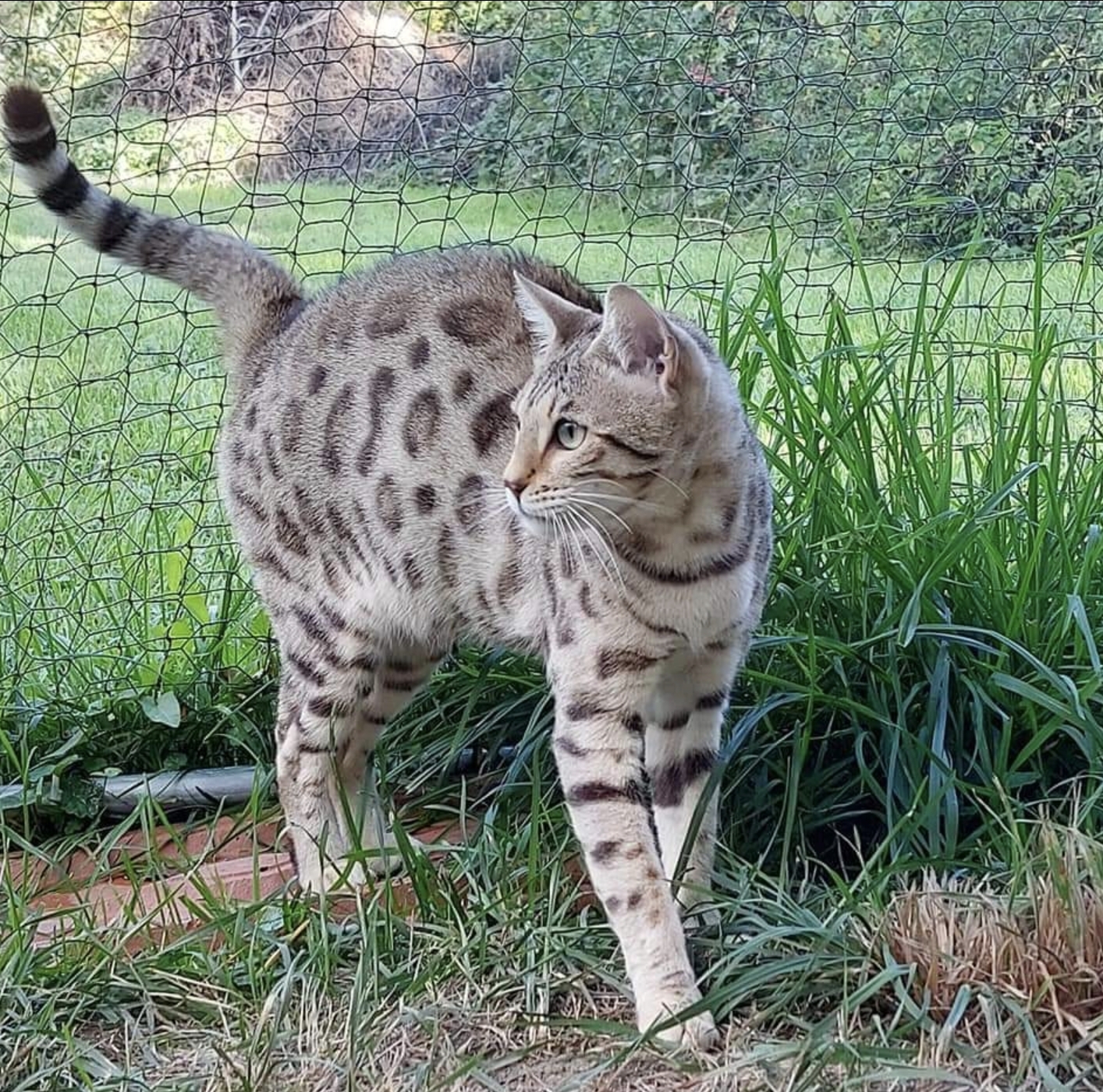 Dam: Hypnotic'Bengal Shakti