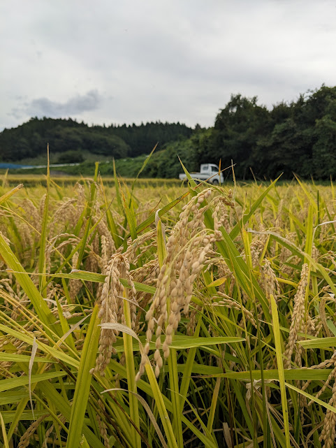 稲刈りが終わりました