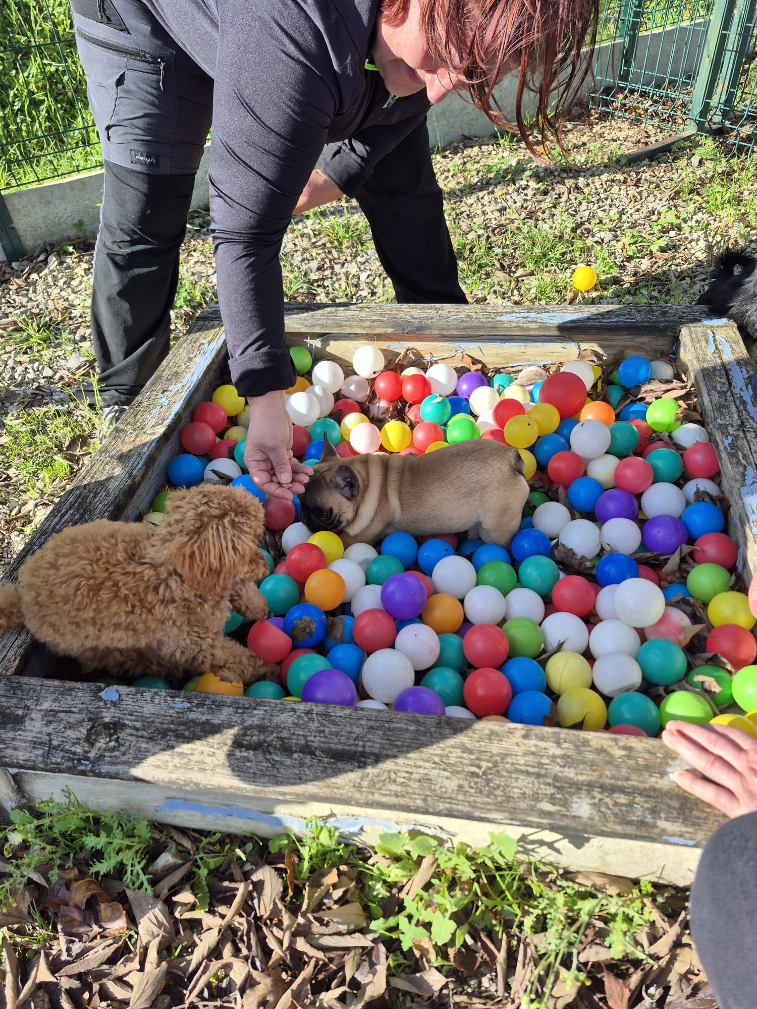 Interactions entre chiots