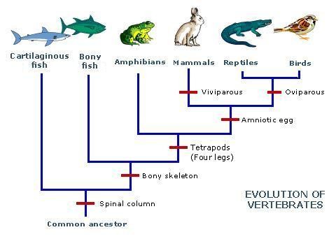 What do reptiles and mammals have in common?