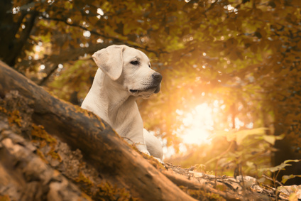 Hundehalterhaftpflicht Onlinevergleich Nadine Rusch Versicherungsmaklerin Märkische Heide / Unterspreewald / Lübben / Spreewald