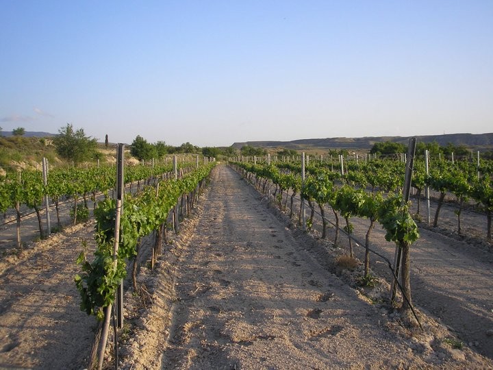 Viña tradicional en la que se cultivan los vinos de Galera